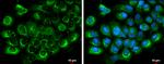 Albumin Antibody in Immunocytochemistry (ICC/IF)