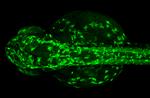 Tyrosine Hydroxylase Antibody in Immunohistochemistry (IHC)