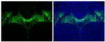 Tyrosine Hydroxylase Antibody in Immunohistochemistry (Paraffin) (IHC (P))