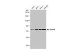 GRP78 Antibody in Western Blot (WB)