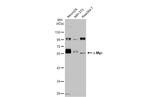 c-Myc Antibody in Western Blot (WB)