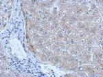 tPA Antibody in Immunohistochemistry (Paraffin) (IHC (P))