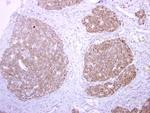 tPA Antibody in Immunohistochemistry (Paraffin) (IHC (P))