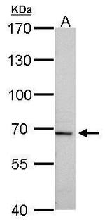 tPA Antibody in Western Blot (WB)