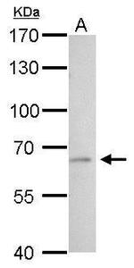 tPA Antibody in Western Blot (WB)