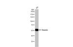 Desmin Antibody in Western Blot (WB)