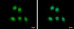 MAGE1 Antibody in Immunocytochemistry (ICC/IF)