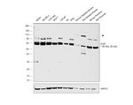 GLB1 Antibody in Western Blot (WB)