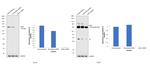 GLB1 Antibody in Western Blot (WB)