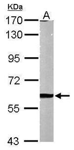 MMP2 Antibody in Western Blot (WB)