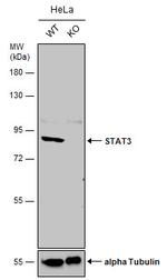 STAT3 Antibody in Western Blot (WB)