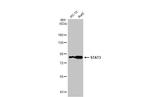 STAT3 Antibody in Western Blot (WB)