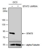 STAT3 Antibody in Western Blot (WB)