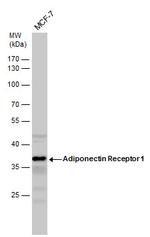 Adiponectin Receptor 1 Antibody in Western Blot (WB)