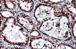 LOXL2 Antibody in Immunohistochemistry (Paraffin) (IHC (P))