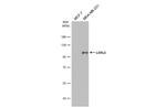 LOXL2 Antibody in Western Blot (WB)