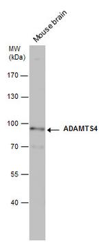 ADAMTS4 Antibody in Western Blot (WB)