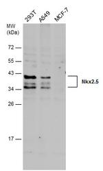 Nkx2.5 Antibody in Western Blot (WB)