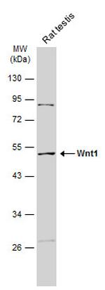 WNT1 Antibody in Western Blot (WB)