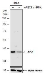 APE1 Antibody in Western Blot (WB)