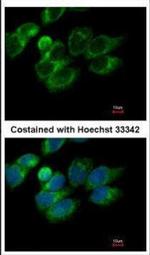 PRDX4 Antibody in Immunocytochemistry (ICC/IF)