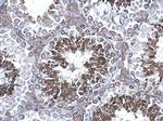 PRDX4 Antibody in Immunohistochemistry (Paraffin) (IHC (P))