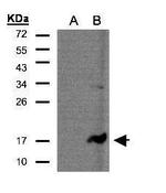 CD3z Antibody in Western Blot (WB)