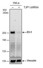 ZO-1 Antibody