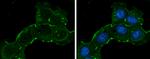 ZO-1 Antibody in Immunocytochemistry (ICC/IF)