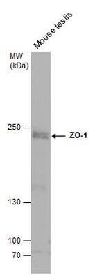 ZO-1 Antibody in Western Blot (WB)