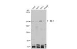 ZO-1 Antibody in Western Blot (WB)