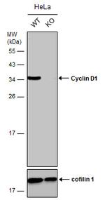 Cyclin D1 Antibody in Western Blot (WB)