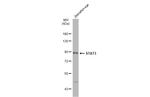 STAT3 Antibody in Western Blot (WB)