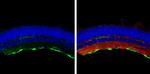 GFAP Antibody in Immunohistochemistry (Frozen) (IHC (F))