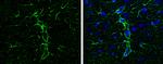 GFAP Antibody in Immunohistochemistry (Paraffin) (IHC (P))