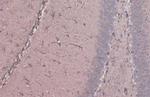 GFAP Antibody in Immunohistochemistry (Paraffin) (IHC (P))