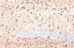 GFAP Antibody in Immunohistochemistry (Paraffin) (IHC (P))