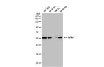 GFAP Antibody in Western Blot (WB)