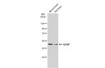 GFAP Antibody in Western Blot (WB)