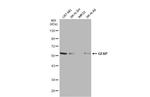 GFAP Antibody in Western Blot (WB)