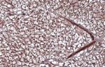 Leptin Antibody in Immunohistochemistry (Paraffin) (IHC (P))