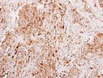 Leptin Antibody in Immunohistochemistry (Paraffin) (IHC (P))