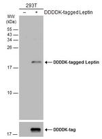 Leptin Antibody in Western Blot (WB)