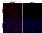 Arginase 1 Antibody in Immunohistochemistry (Paraffin) (IHC (P))