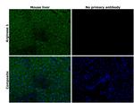 Arginase 1 Antibody in Immunohistochemistry (Paraffin) (IHC (P))