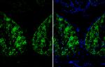 Arginase 1 Antibody in Immunohistochemistry (Frozen) (IHC (F))