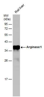 Arginase 1 Antibody in Western Blot (WB)