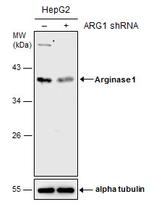 Arginase 1 Antibody in Western Blot (WB)