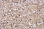 ANP Antibody in Immunohistochemistry (Paraffin) (IHC (P))