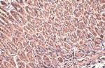 beta Actin Antibody in Immunohistochemistry (Paraffin) (IHC (P))